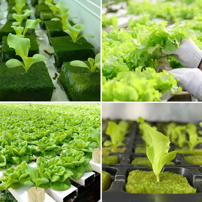 Hydroponic Growing Blocks for Vegetable Seed Germination - Stonewool Cultivation Substrate for Water-Based Seedling Growth